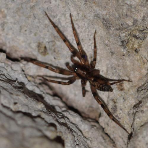 Réf. 356 975 : Liocranum rupicola